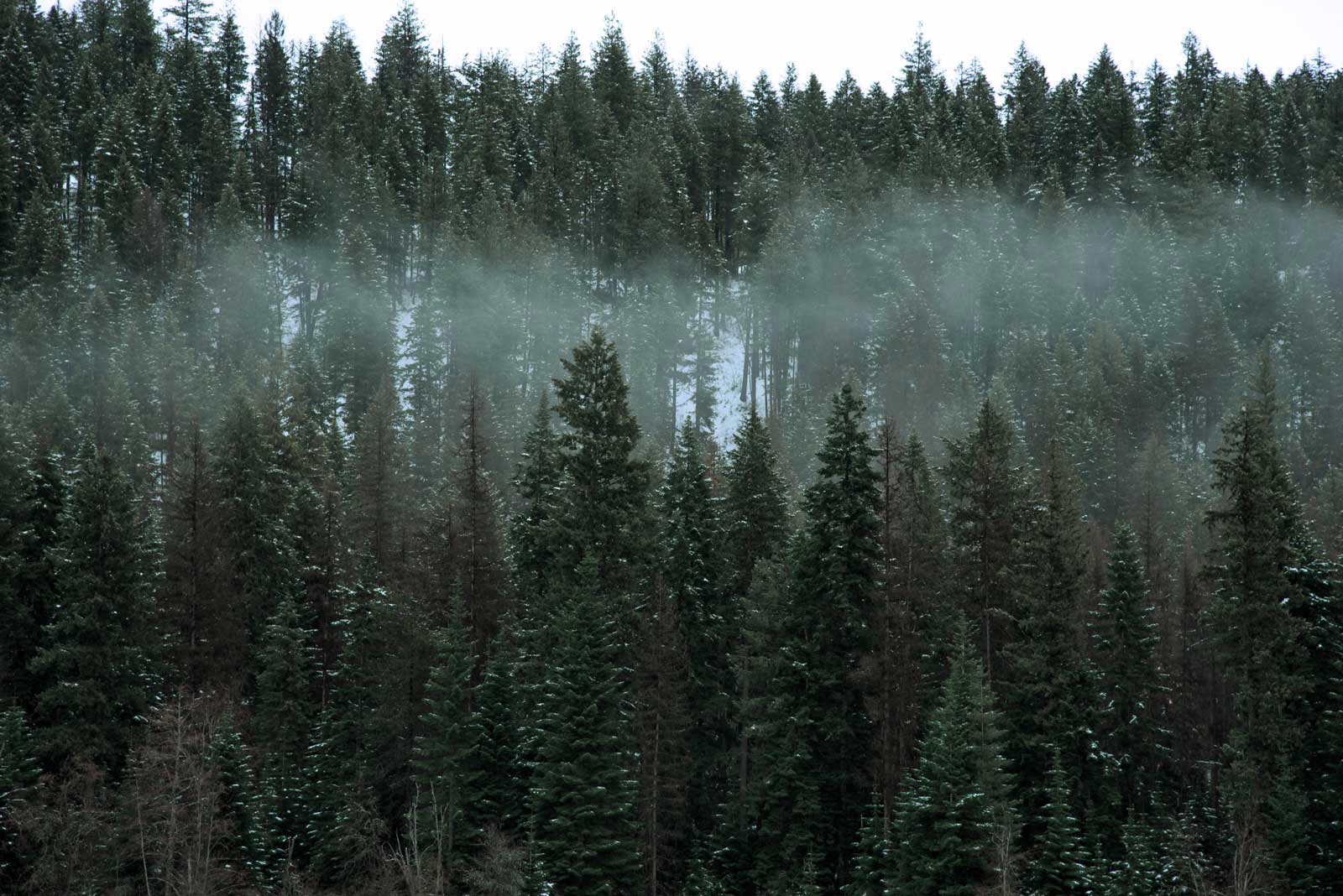 Gröna träd med dimma